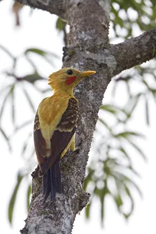 Cream-colored Woodpecker (Celeus flavus), Ecuador Cream-colored Woodpecker (Celeus flavus), Ecuador
