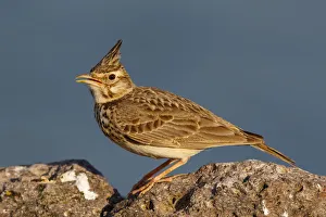 Crested Lark (Galerida cristata) singing, Greece Crested Lark (Galerida cristata) singing, Greece