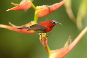 Crimson Sunbird (Aethopyga siparaja) male, Singapore Crimson Sunbird (Aethopyga siparaja) male, Singapore