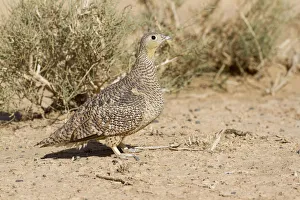 Crowned Sandgrouse (Pterocles coronatus) female, Morocco Crowned Sandgrouse (Pterocles coronatus) female, Morocco