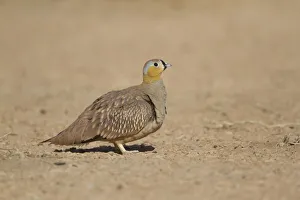 Crowned Sandgrouse (Pterocles coronatus) male, Morocco Crowned Sandgrouse (Pterocles coronatus) male, Morocco