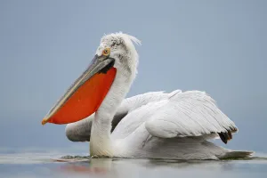 Dalmatian Pelican (Pelecanus crispus), Lake Kerkini, Greece Dalmatian Pelican (Pelecanus crispus), Lake Kerkini, Greece