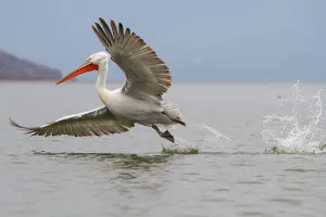 Dalmatian Pelican (Pelecanus crispus) flying, Lake Kerkini, Greece Dalmatian Pelican (Pelecanus crispus) flying, Lake Kerkini, Greece
