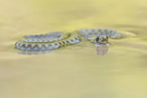 Snakes Gallery: Dice Snake (Natrix tessellata) juvenile in shallow water, Olympus National Park, Greece