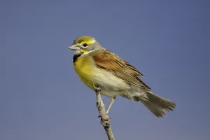 Dickcissel (Spiza americana) male, Missouri, USA Dickcissel (Spiza americana) male, Missouri, USA