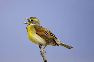 Dickcissel (Spiza americana) male singing, Missouri, USA Dickcissel (Spiza americana) male singing, Missouri, USA
