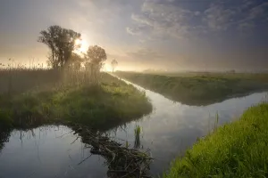 Two ditches are crossing with a beaver (Castor fiber)dam, in early morning light Two ditches are crossing with a beaver (Castor fiber)dam, in early morning light