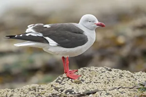 Dolphin Gull (Leucophaeus scoresbii) along the shoreline, Falkland Islands Dolphin Gull (Leucophaeus scoresbii) along the shoreline, Falkland Islands