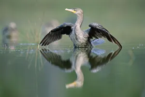 Images Dated 22nd May 1998: Double-crested Cormorant (Phalacrocorax auritus) stretching its wings, North America