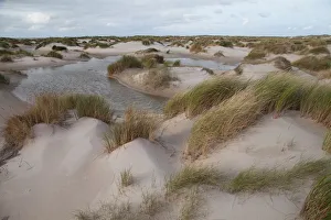 Dune landscape of hors, Hors, Noord-Holland, Netherlands Dune landscape of hors, Hors, Noord-Holland, Netherlands