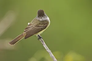 Dusky-capped Flycatcher (Myiarchus tuberculifer), Ecuador Dusky-capped Flycatcher (Myiarchus tuberculifer), Ecuador
