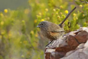 Dusky Grasswren (Amytornis purnelli), Northern Territory, Australia Dusky Grasswren (Amytornis purnelli), Northern Territory, Australia