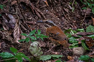 Eared Pitta (Hydrornis phayrei) female, Kaeng Krachan, Thailand Eared Pitta (Hydrornis phayrei) female, Kaeng Krachan, Thailand