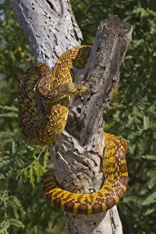 Snakes Gallery: Eastern Glossy Snake (Arizona elegans) in tree, Arizona