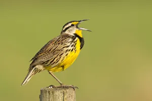 Eastern Meadowlark (Sturnella magna), Florida, USA Eastern Meadowlark (Sturnella magna), Florida, USA