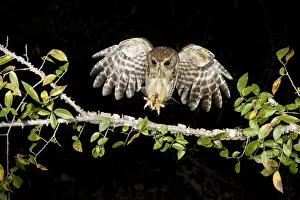 Eastern Screech Owl (Megascops asio) flying, Texas, USA Eastern Screech Owl (Megascops asio) flying, Texas, USA