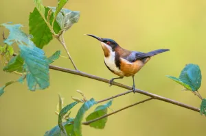 Eastern Spinebill (Acanthorhynchus tenuirostris) male, Victoria, Australia Eastern Spinebill (Acanthorhynchus tenuirostris) male, Victoria, Australia