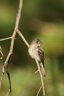 Eastern Wood Pewee (Contopus virens), Ohio, USA Eastern Wood Pewee (Contopus virens), Ohio, USA