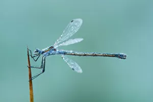 Reedbed Gallery: Emerald Damselfly (Lestes sponsa) female on a blade of reeds, Utrecht, The Netherlands