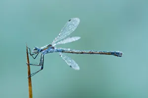 Emerald Damselfly (Lestes sponsa) female on a blade of reeds, Utrecht, The Netherlands Emerald Damselfly (Lestes sponsa) female on a blade of reeds, Utrecht, The Netherlands