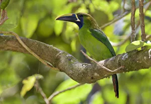Emerald Toucanet (Aulacorhynchus prasinus) perched on a branch, San Jose, Costa Rica