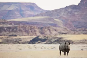 Black Rhinoceros Collection: An endangered desert-adapted Black Rhinoceros (Diceros bicornis