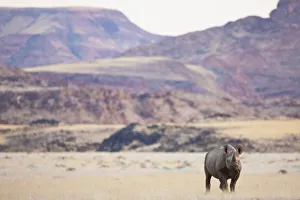 An endangered desert-adapted Black Rhinoceros (Diceros bicornis An endangered desert-adapted Black Rhinoceros (Diceros bicornis