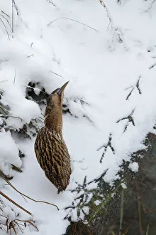 Eurasian Bittern (Botaurus stellaris), Saxony-Anhalt, Germany Eurasian Bittern (Botaurus stellaris), Saxony-Anhalt, Germany