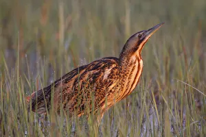 Eurasian Bittern (Botaurus stellaris) foraging, Austria Eurasian Bittern (Botaurus stellaris) foraging, Austria