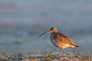 Eurasian Curlew (Numenius arquata), Gallocanta Lake, Spain Eurasian Curlew (Numenius arquata), Gallocanta Lake, Spain
