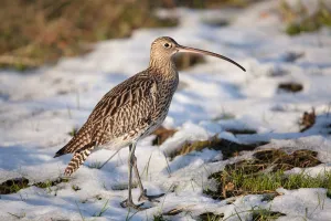 Eurasian curlew (Numenius arquata) walking in the snow, Zeeland, The Netherlands Eurasian curlew (Numenius arquata) walking in the snow, Zeeland, The Netherlands