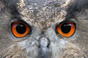 Owls Gallery: Eurasian Eagle Owl (Bubo Bubo) eyes, Gelderland, the Netherlands