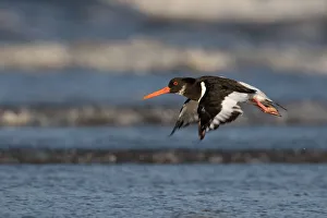 Eurasian Oystercatcher (Haematopus ostralegus) in flight over the surf, beach IJmuiden, The Netherlands Eurasian Oystercatcher (Haematopus ostralegus) in flight over the surf, beach IJmuiden, The Netherlands