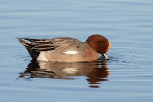Eurasian Wigeon (Anas penelope) foraging in the water, polder Arkemheen, The Netherlands Eurasian Wigeon (Anas penelope) foraging in the water, polder Arkemheen, The Netherlands