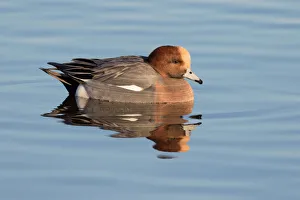 Eurasian Wigeon (Anas penelope) resting on the water, polder Arkemheen, The Netherlands Eurasian Wigeon (Anas penelope) resting on the water, polder Arkemheen, The Netherlands