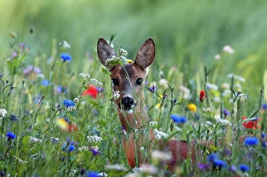 European Roe Deer (Capreolus capreolus) doe foraging in field of colorful wild flowers