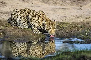 Female Leopard (Panthera pardus) drinking, Sabi Sands Game Reserve, Mpumalanga