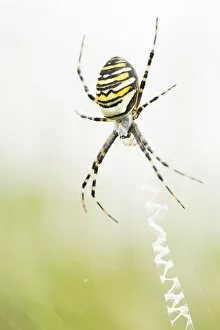 Female Wasp Spider (Argiope bruennichi) sitting in her web, Balloerveld, The Netherlands