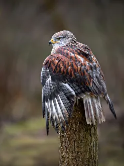 Ferruginous Hawk (Buteo Regalis) perched on a treestump, looking over his shoulder Ferruginous Hawk (Buteo Regalis) perched on a treestump, looking over his shoulder