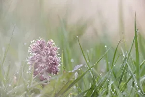Flowers of a Butterbur (Petasites hybridus) in a meadow, gelderland, the Netherlands