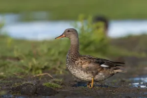Gadwall (Mareca strepera) male, Schleswig-Holstein, Germany Gadwall (Mareca strepera) male, Schleswig-Holstein, Germany