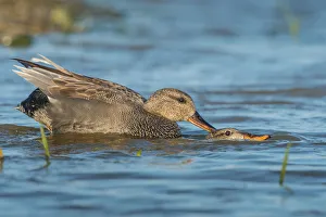 Gadwall (Mareca strepera) mating pair, Schleswig-Holstein, Germany Gadwall (Mareca strepera) mating pair, Schleswig-Holstein, Germany