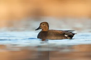 Gadwall (Mareca strepera), Utrecht, The Netherlands Gadwall (Mareca strepera), Utrecht, The Netherlands