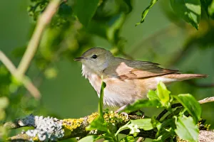 Garden Warbler (Sylvia borin), Baden-Wuerttemberg, Germany Garden Warbler (Sylvia borin), Baden-Wuerttemberg, Germany