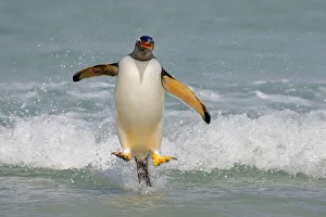 Gentoo Penguin (Pygoscelis papua) coming ashore, Falkland Islands