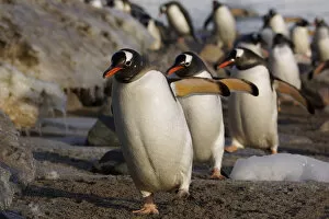 Pygoscelis Papua Gallery: Gentoo Penguin (Pygoscelis papua) group walking, Antarctic Peninsula, Antarctica