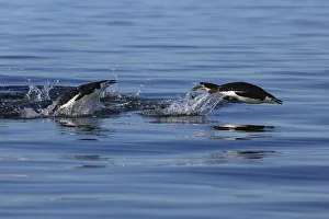Gentoo Penguin (Pygoscelis papua) pair porpoising, Antarctic Peninsula, Antarctica