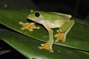 Gliding Leaf Frog (Agalychnis spurrelli), Costa Rica Gliding Leaf Frog (Agalychnis spurrelli), Costa Rica