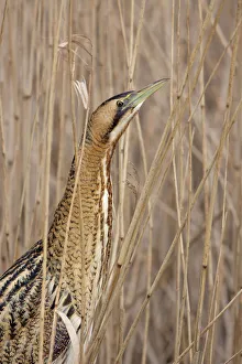 Great Bittern (Botaurus stellaris) standing between the reeds, The Netherlands