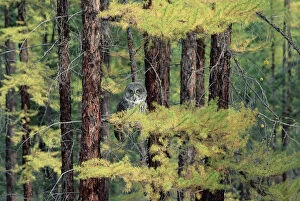 Owls Gallery: Great Gray Owl (Strix nebulosa), British Columbia, Canada